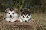 ALASKAN MALAMUTE 515